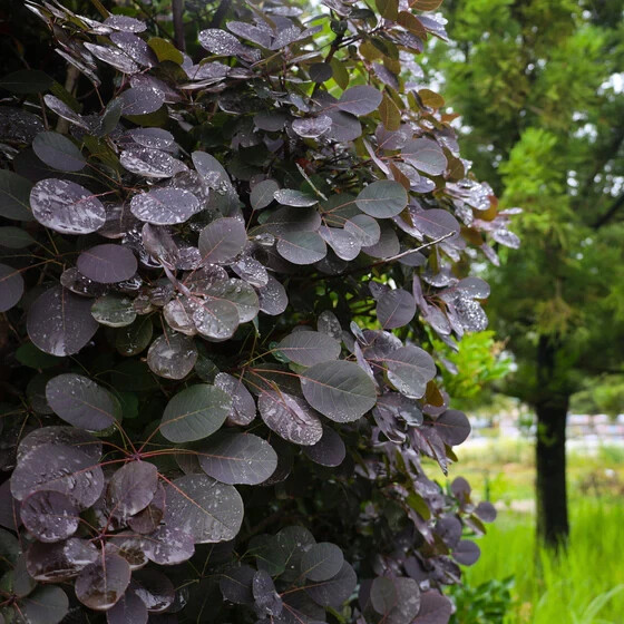 PURPLE SMOKE tree 4" pot gallery