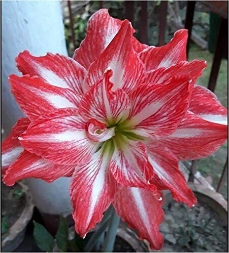 Pretty Amaryllis Double Flowering Bulbs – Mix 4 Colors | Pack of 4 Bulbs gallery