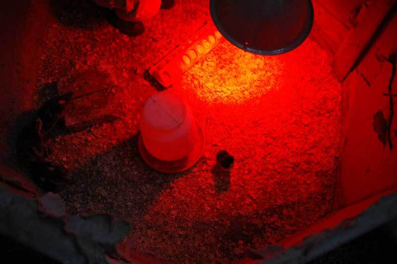 250W Watt Infrared Brooder Chicken Coop Hen House Red Heat Lamp R40 Medium E26 gallery