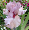 PICK YOUR BEARDED IRIS - CHOOSE FROM 100+ DIFFERENT VARIETIES! BULBS RHIZOMES gallery