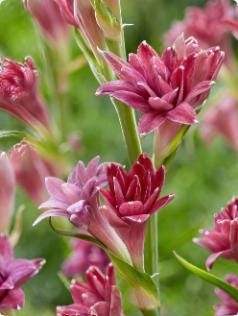 LOVE Double Polianthes Tuberose Bulbs - US Seller gallery