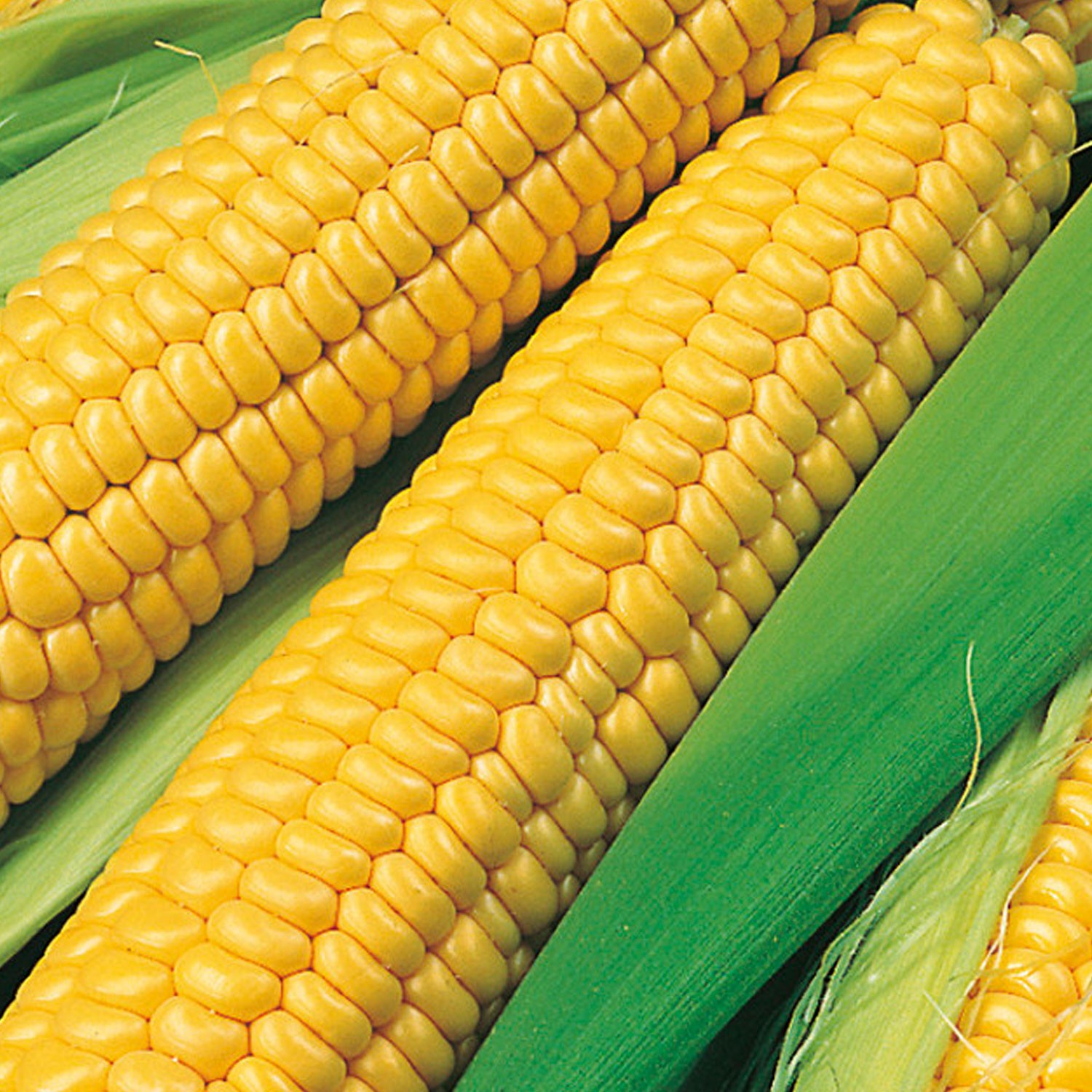 Bodacious Hybrid Yellow Sweet Corn Seeds Free Shipping! gallery
