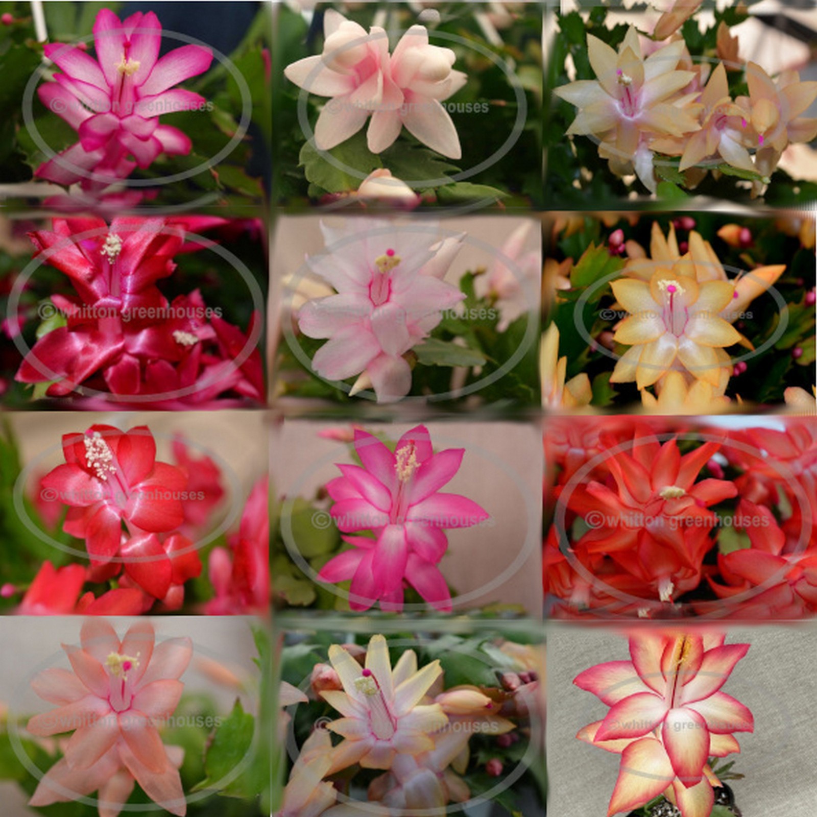 Thanksgiving/Christmas cactus cuttings assortment 12 different unique varieties gallery