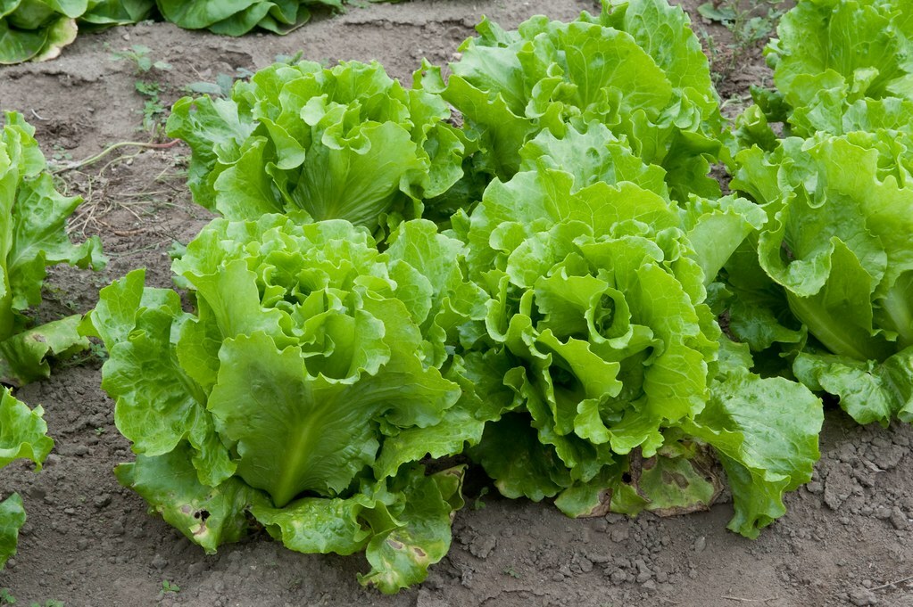 Lettuce Seed: Nevada Loose leaf Lettuce Seed. Fresh Seed FREE SHIP!!!!! gallery