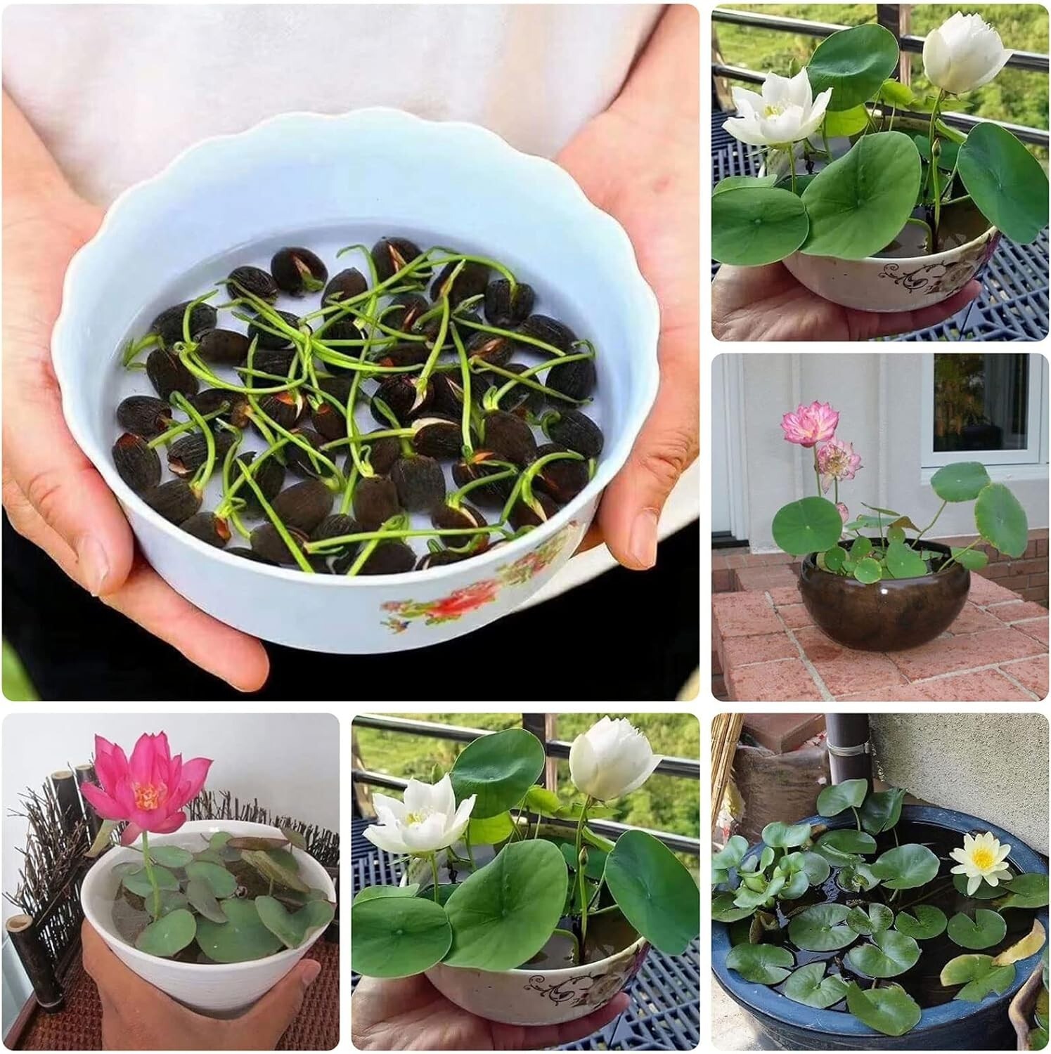 10pcs Pre-Sprouted Mixed Color Bonsai Bowl Lotus Ideal Indoor and Outdoor gallery