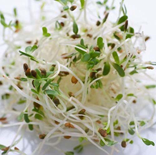 Sprouting Alfalfa Organic Great Heirloom Vegetable 50,000 Seeds Bulk Wholesale gallery
