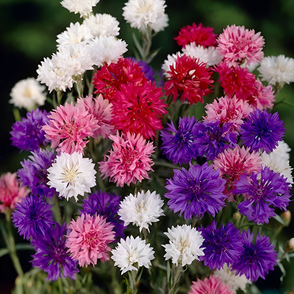 625 Bachelor Button "Polka Dot Mix" Seeds - Colorful Annual WIldflower Mix