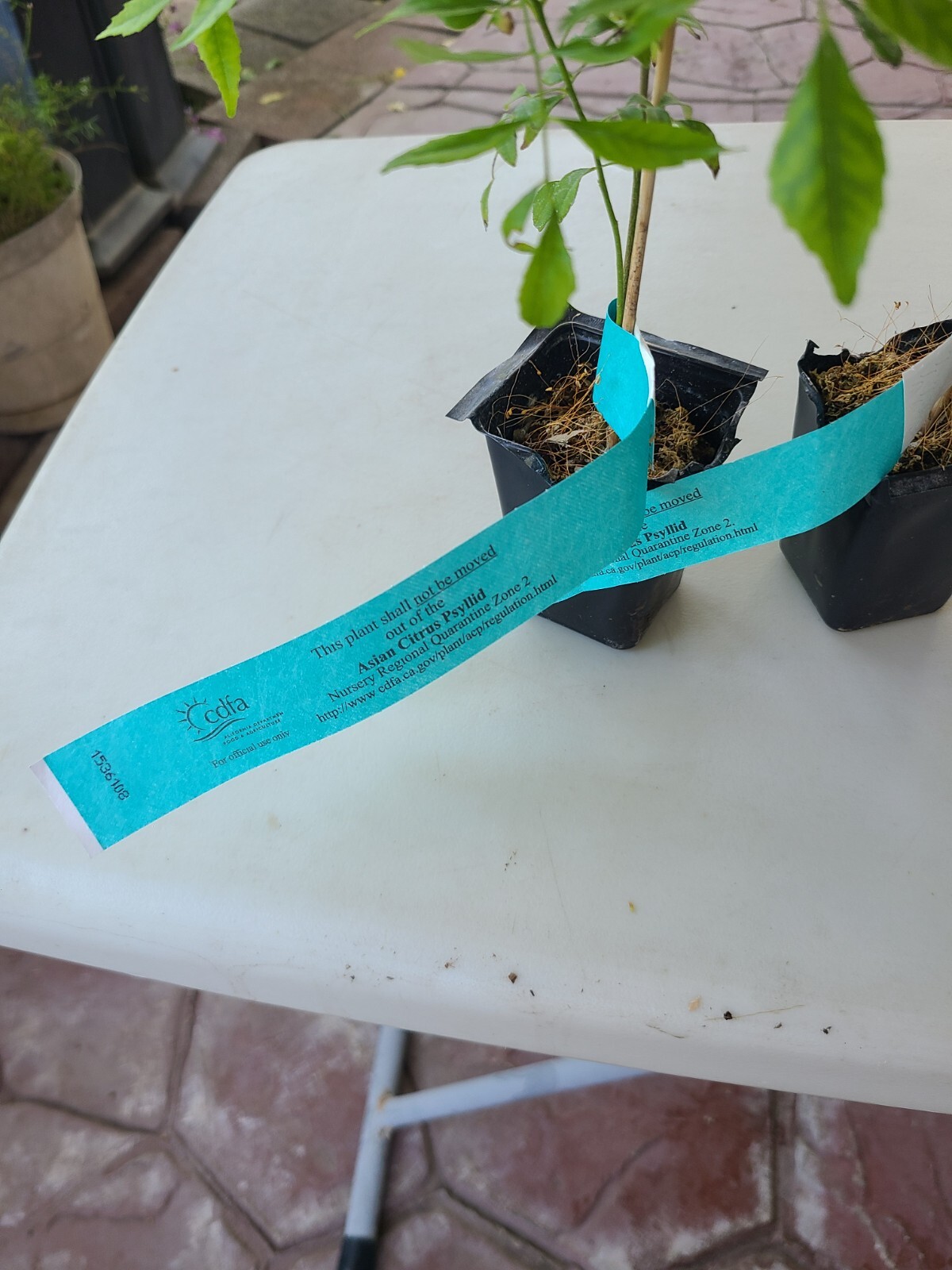 FDA & USDA Certified - 2 Seedlings Per Pot 7"-9"-Free Shipping From Stockton, CA gallery