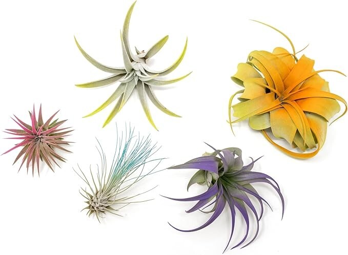 5 Colorful Air Plants Pack - Live Tillandsias - Easy Care Indoor/Outdoor Decor gallery
