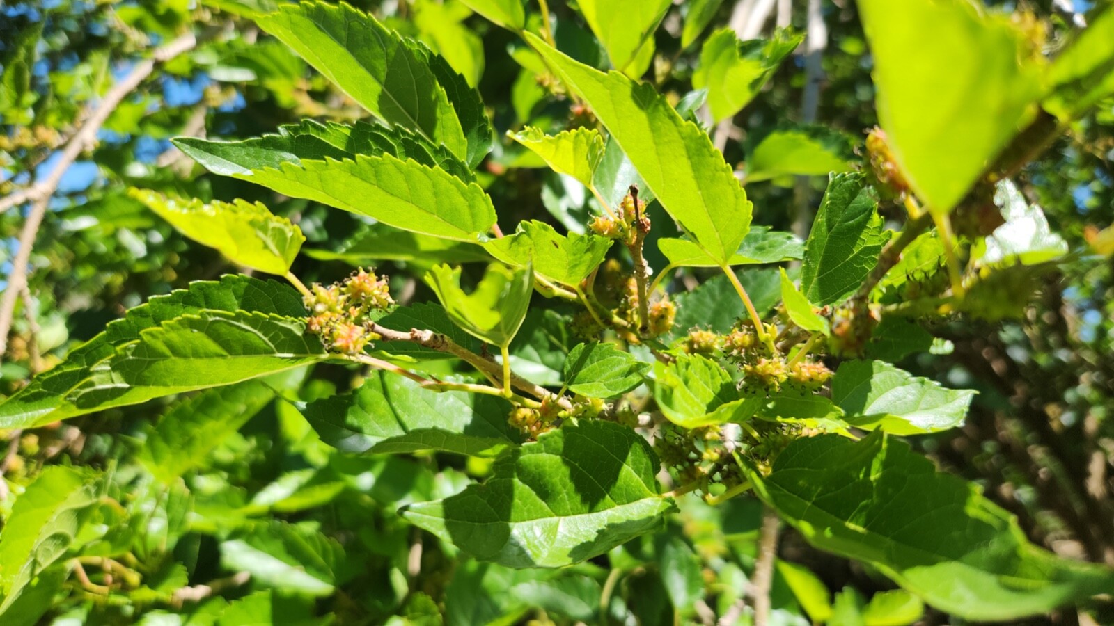 15 Assorted Size Mulberry Cuttings Dwarf Everbearing - Morus nigra gallery