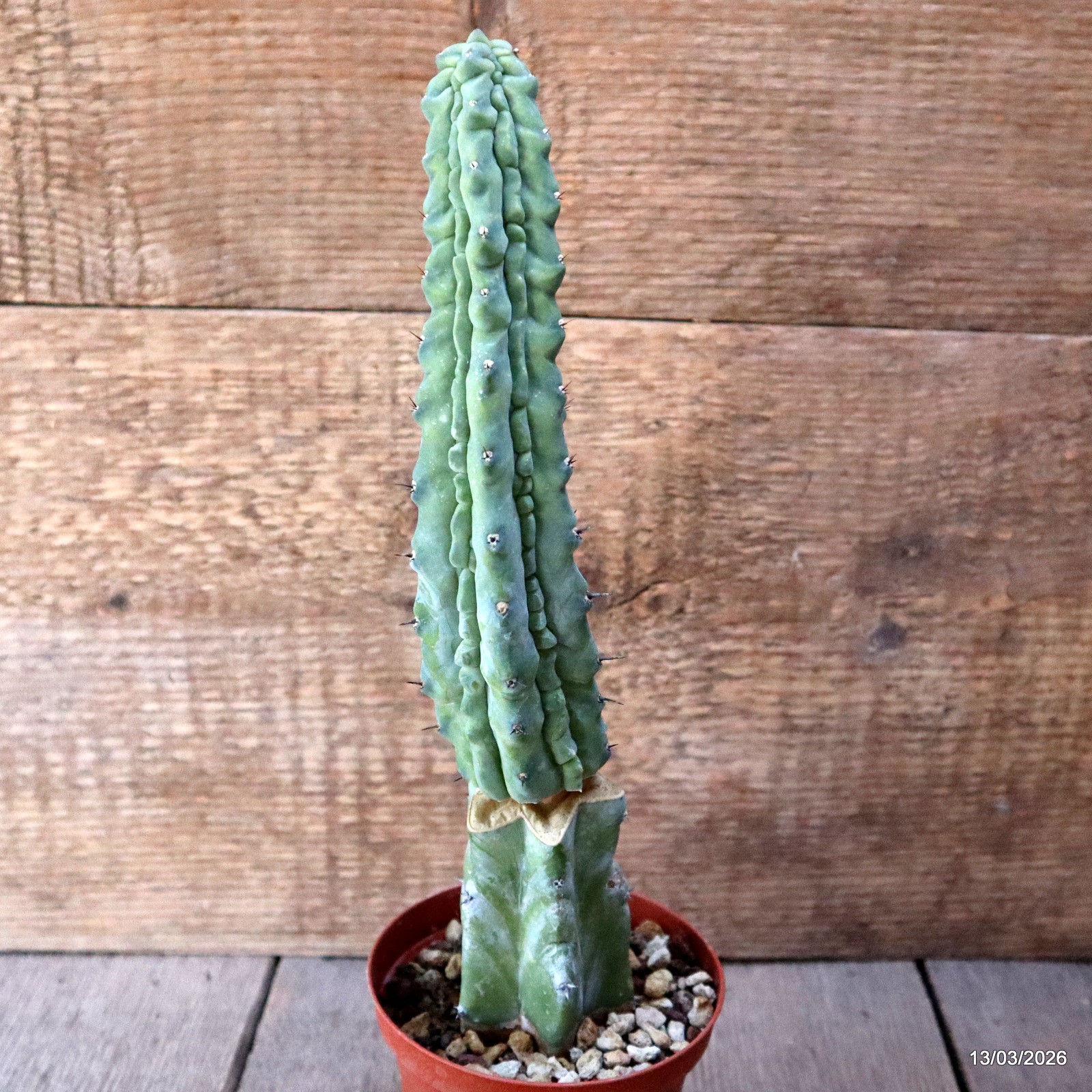 D7999 MYRTILLOCACTUS GEOMETRIZANS GRECAS GRAFT. pot6,5-H28-W4,5 cm MaMa gallery