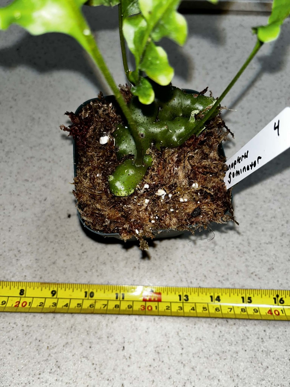 Lecanopteris gominator 4 inch pot Fully Rooted Rare gallery