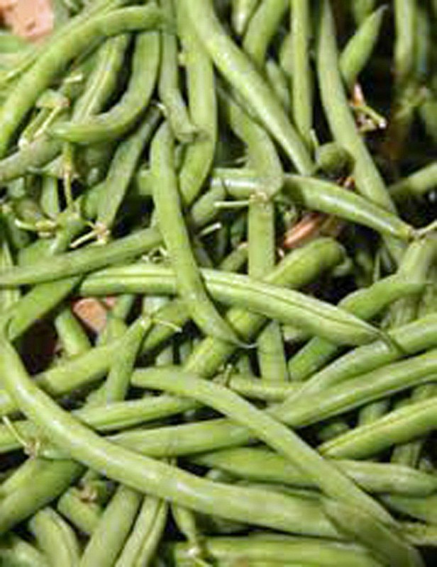 Burpee Stringless Green Bean Seeds, NON-GMO, Variety Sizes Sold, FREE SHIPPING gallery
