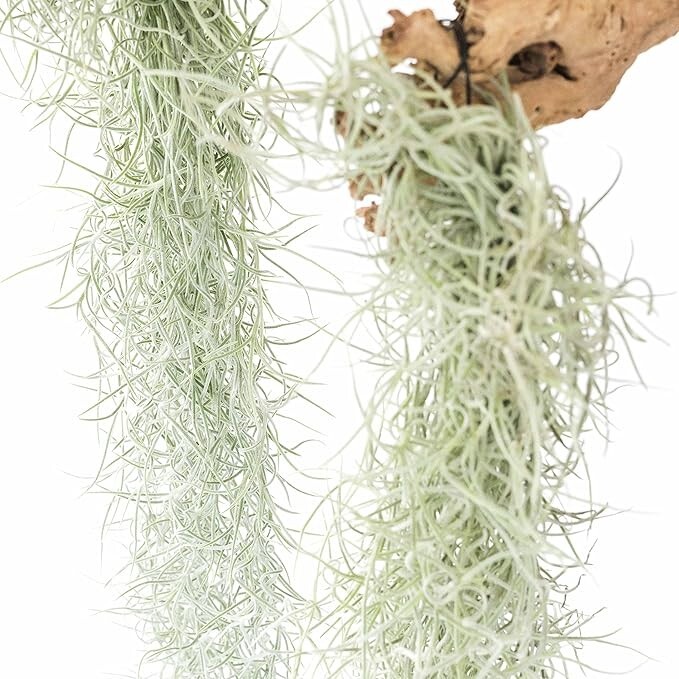 Colombian Thick Spanish Moss Strands with Wire Hook - Indoor/Outdoor Plant Decor gallery