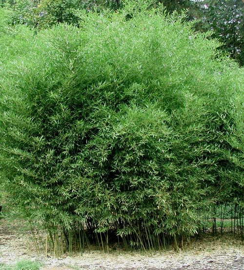 Yellow Groove Bamboo Cold Hardy Zone 5 Rhizomes 3 Ct. gallery