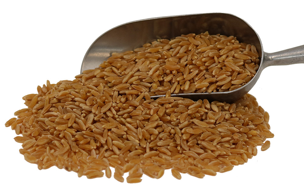 Organic Khorasan Wheat Berries - Multiple Sizes - U.S. Based Family Farm gallery