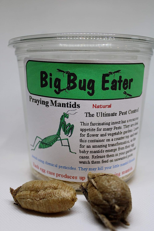 Praying Mantis Egg Case Collection, 1 each, Chinese, Carolina, and European gallery
