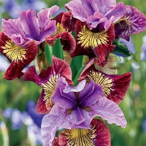 100 Mixed Colors Iris Seeds Much Less Money Than Bulbs gallery