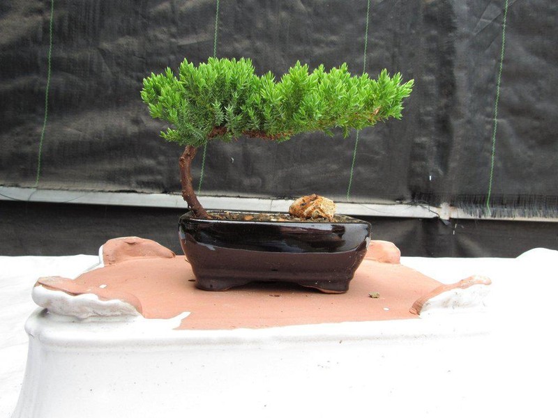 Juniper Bonsai Tree - Small gallery