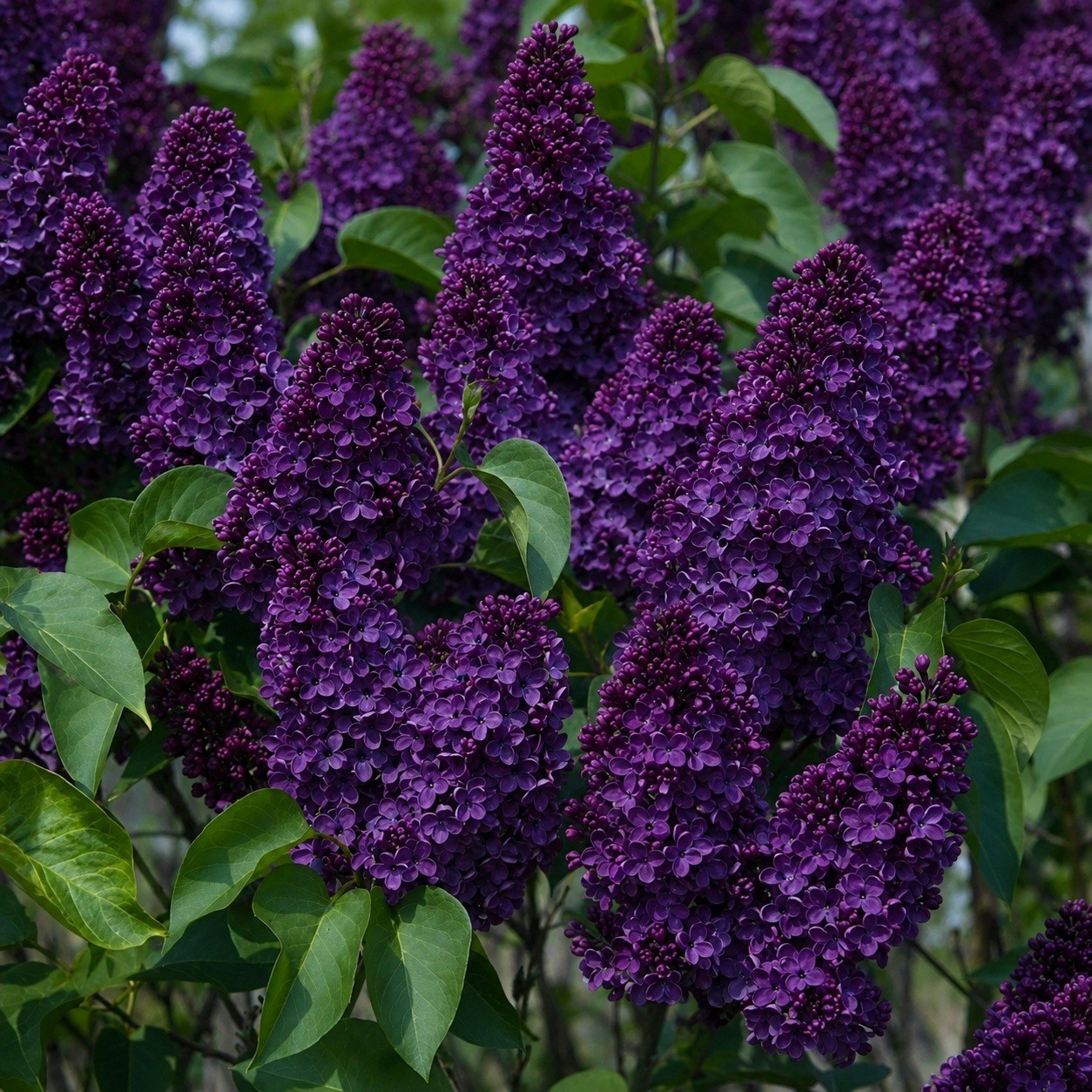 25 Lilac Seeds Fragrant Flowering Tree Perennial Flower Seed "Dark Purple" gallery