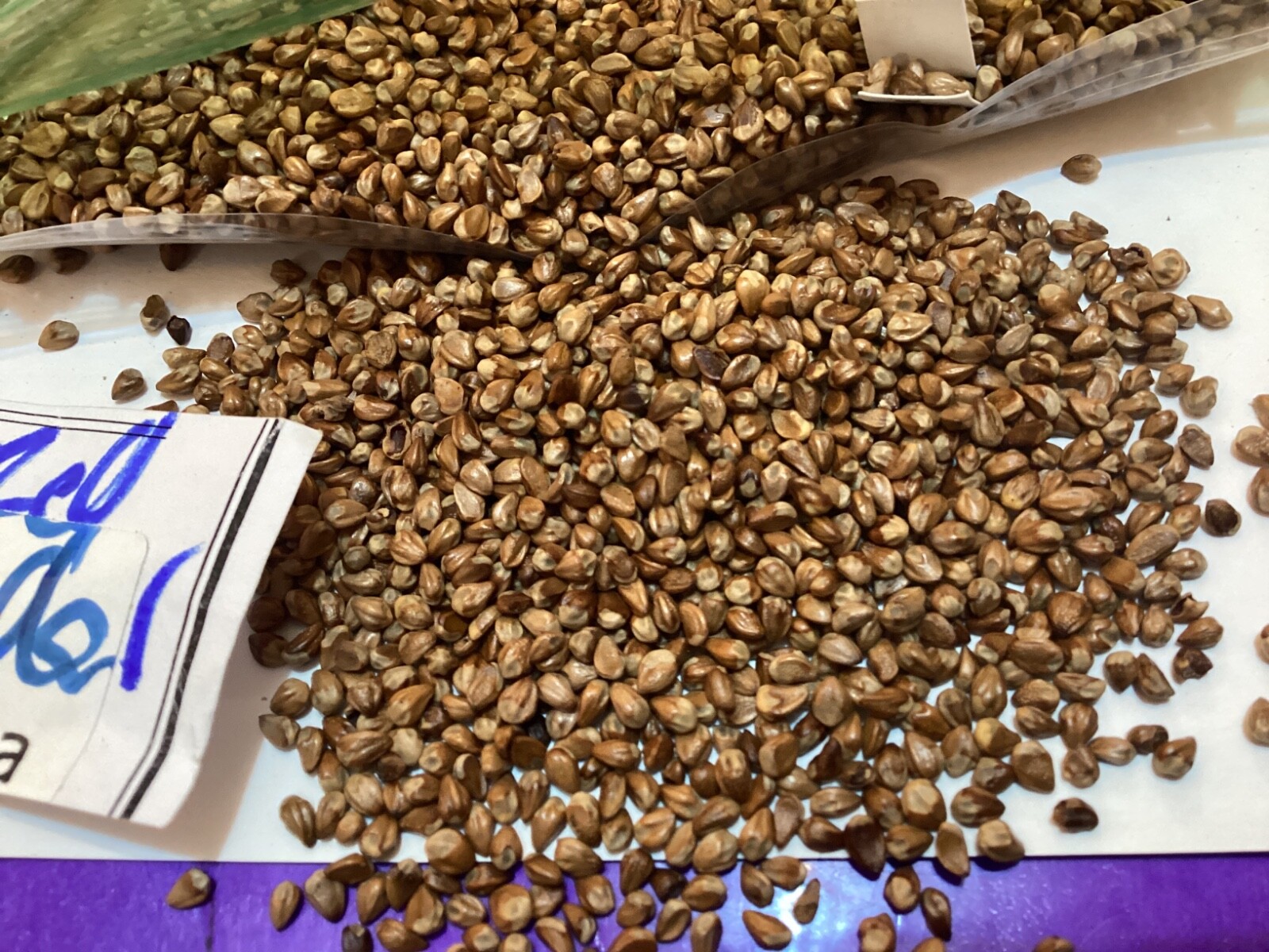 Eastern Red Cedar Tree Seeds gallery