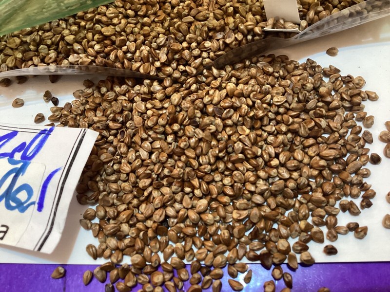 Eastern Red Cedar Tree Seeds gallery