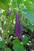 Live Chinese egg Plant – 8" Tall – 4" Pot – Edible Vegetable Plant gallery