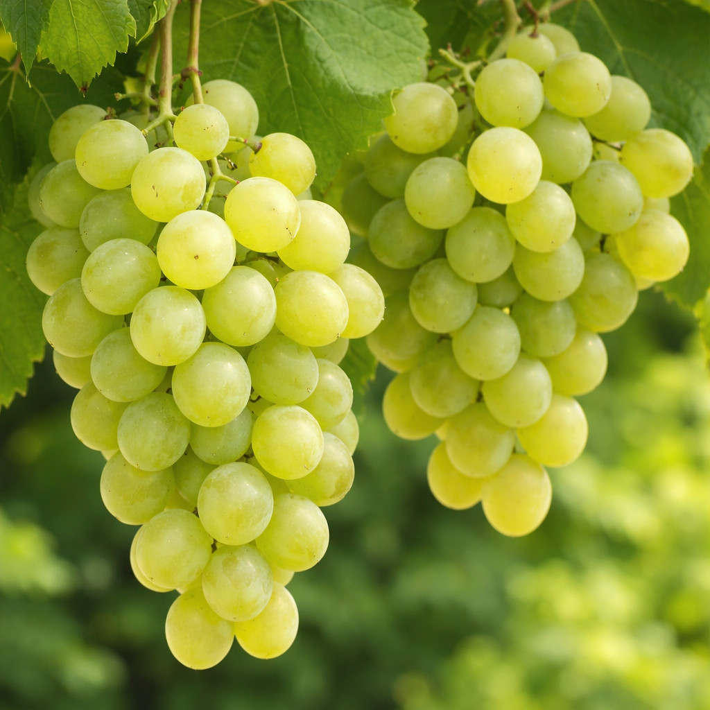 Thompson Seedless Green Grape Vine Scion Cuttings For Grafting/Rooting(5-15 PCS) gallery