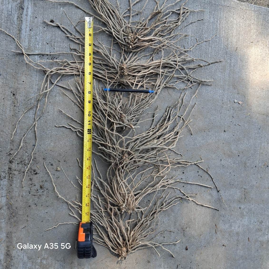 Ten Extra Large 3rd YEAR ASPARAGUS ROOTS gallery