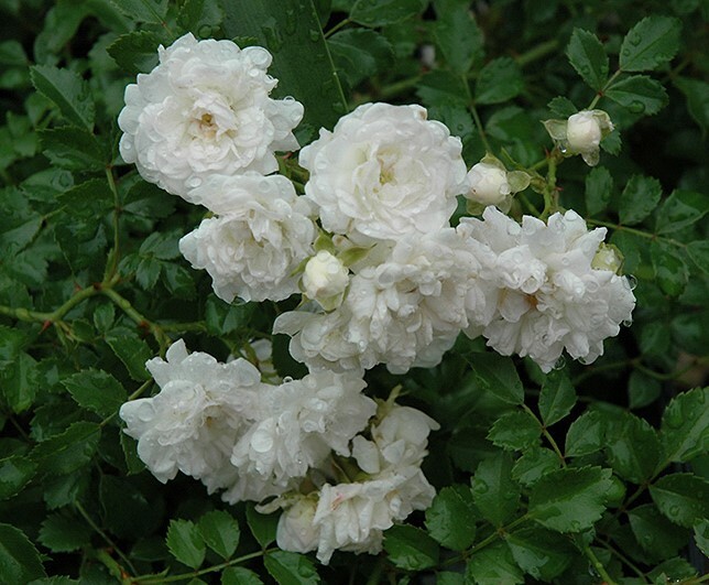 White Drift® Groundcover Rose - Live Plant - ( 1 QT ) - Low Maintenance gallery