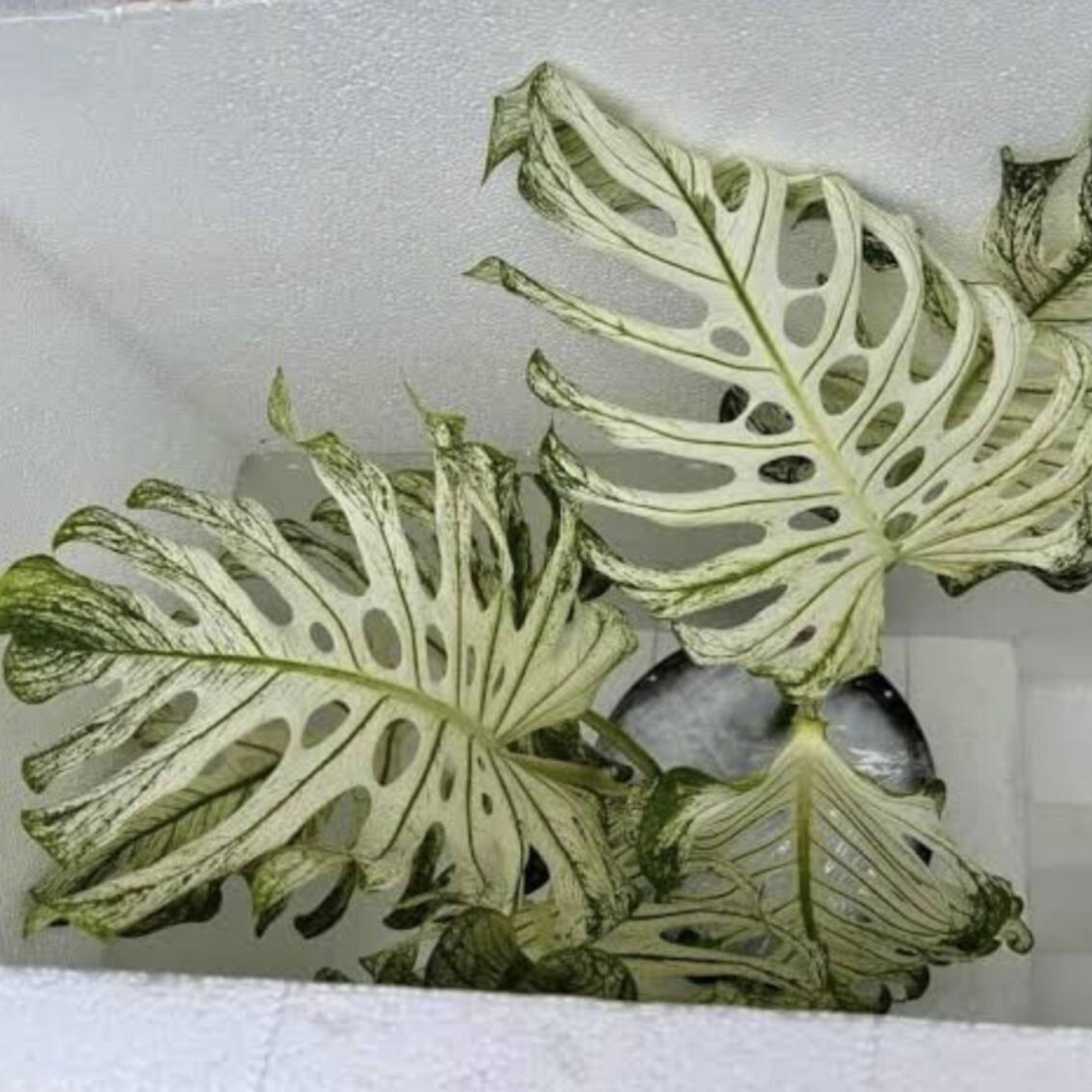 Monstera Devil Monster Albo House Variegated Rare Tropical Starter Plant Cutting gallery