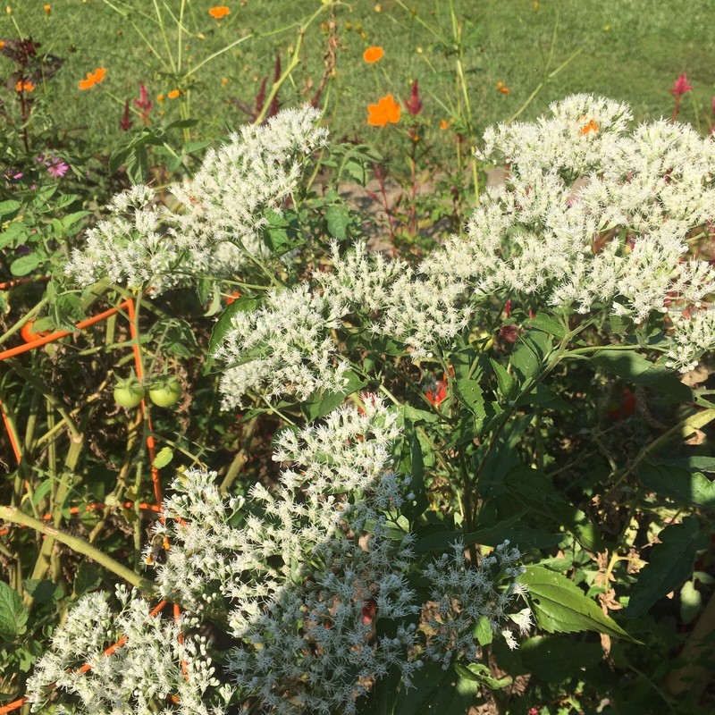200+ Boneset seeds - Eupatorium perfoliatum, organically grown, harvested 09/24 gallery