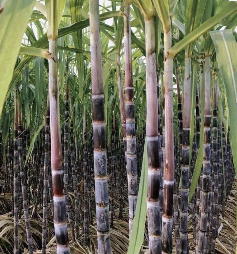 5pcs Purple Sugarcane Cutting Sweet And Juicy Ready To Plant gallery