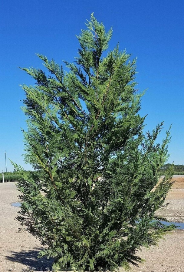 Murray Cypress Live Tree - 6-12" Tall - 3" Pot - Evergreen Cypress - Zones 6-10 gallery