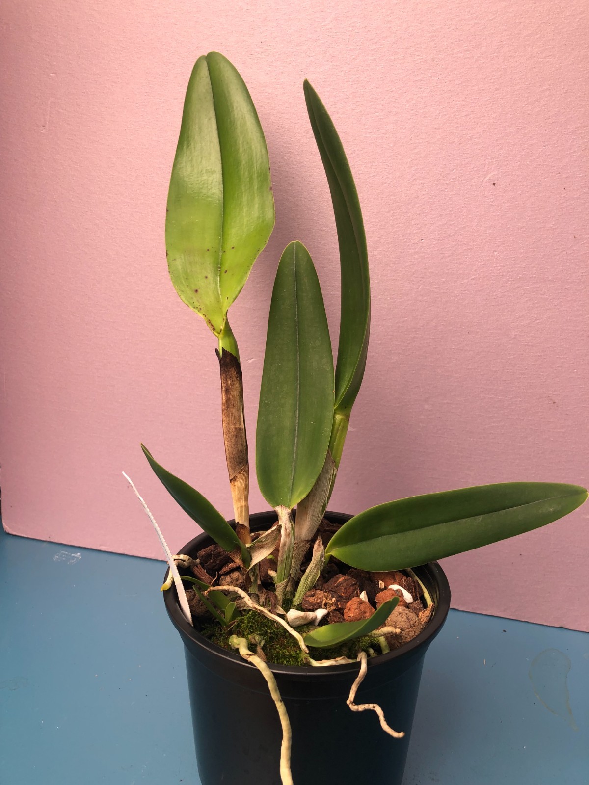 (782-1) Rlc.Chunyeah 'No 10" MS gallery