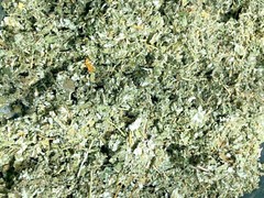 Red Raspberry Leaf – ORGANIC Bulk c/s Cut NATURAL Rubus HERB – Spice Discounters