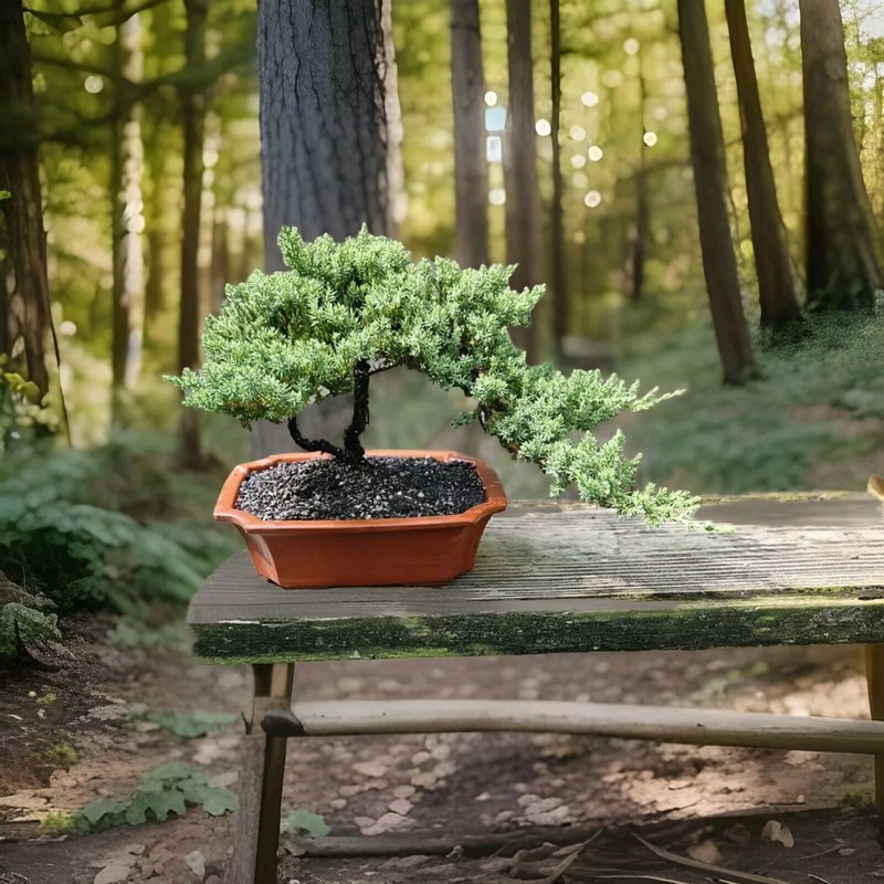 Japanese Dwarf Juniper Bonsai GREAT GIFT ! Ceramic Unglazed Pot gallery