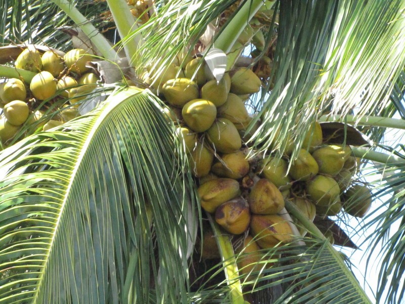 Dwarf Coconut Palm Trees - High Yield Green/Brown Coconut - Local Pickup Only/FL gallery
