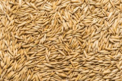 Thunder Acres Non GMO, Certified Organic, Oat Seed
