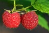 Red Raspberry {Rubus idaeus} 50+ seeds 98% Germination! NON-GMO Free Shipping! gallery
