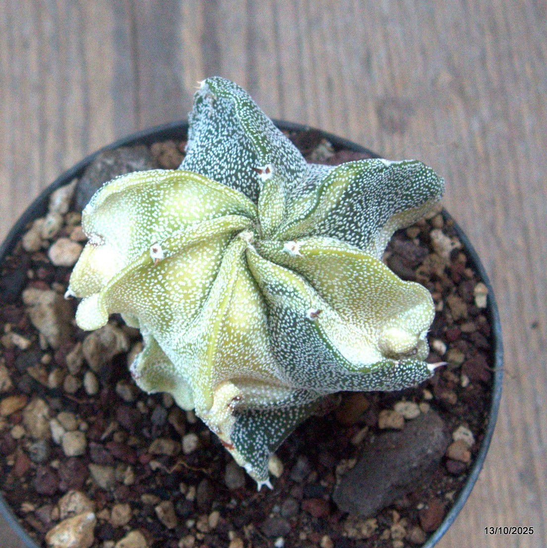 D6941 ASTROPHYTUM MYRIOSTIGMA VARIEGATED pot10-H8-W6,5 cm MaMa Cactus gallery