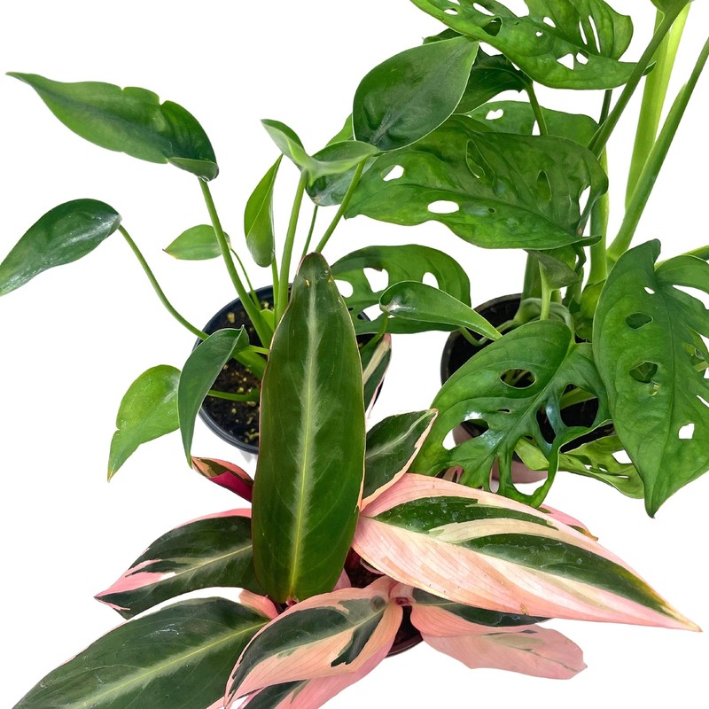 BubbleBlooms Indoor Foliage Assortment, 4 inch Set of 3, Best-Sellers Most Popul gallery