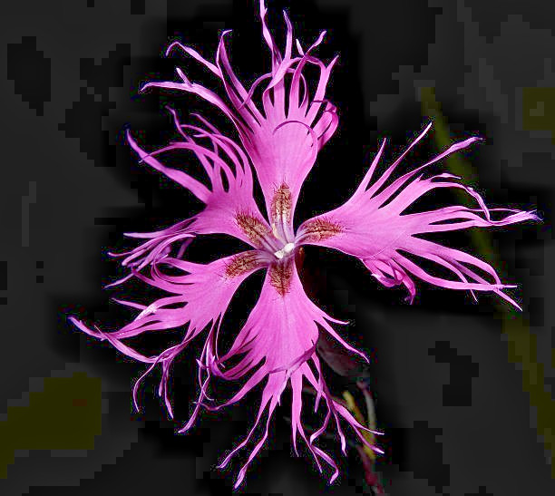 400 RAINBOW LOVLINESS DIANTHUS SEEDS | 2026 FREE SHIPPING NON GMO NEW ITEM gallery