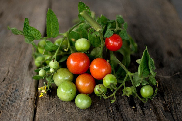 Tiny Tim Tomato Seeds | Non-GMO | Free Shipping | Seed Store | 1035 gallery