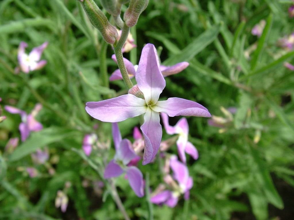 Evening Scented Stock (Matthiola bicornis). 500 Seeds. Free Shipping! gallery
