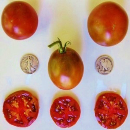 Black Prince - Delicious Slicer - +25 Seeds - Buy any 3 or more items, 20% off! gallery