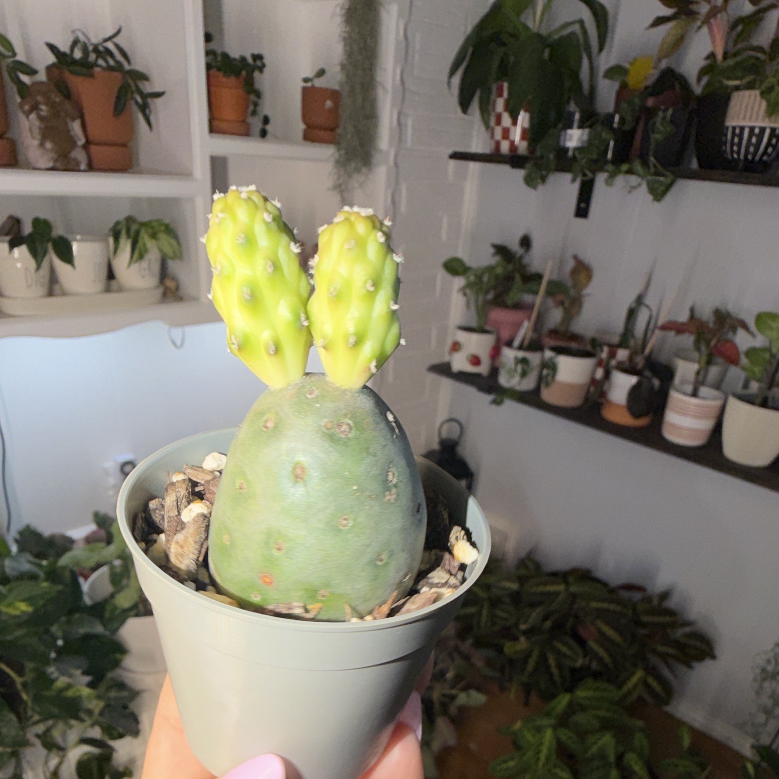 Snowman Cactus 🌵 ⛄️ with growing babies. gallery