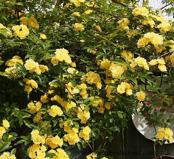 Lady Banks Yellow Climbing Rose - Live Plant - ( 1 QT ) gallery