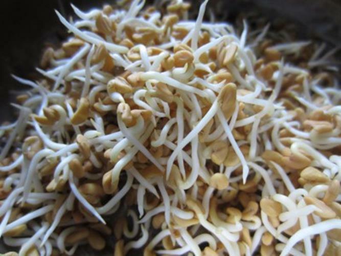 12 oz Fenugreek gallery