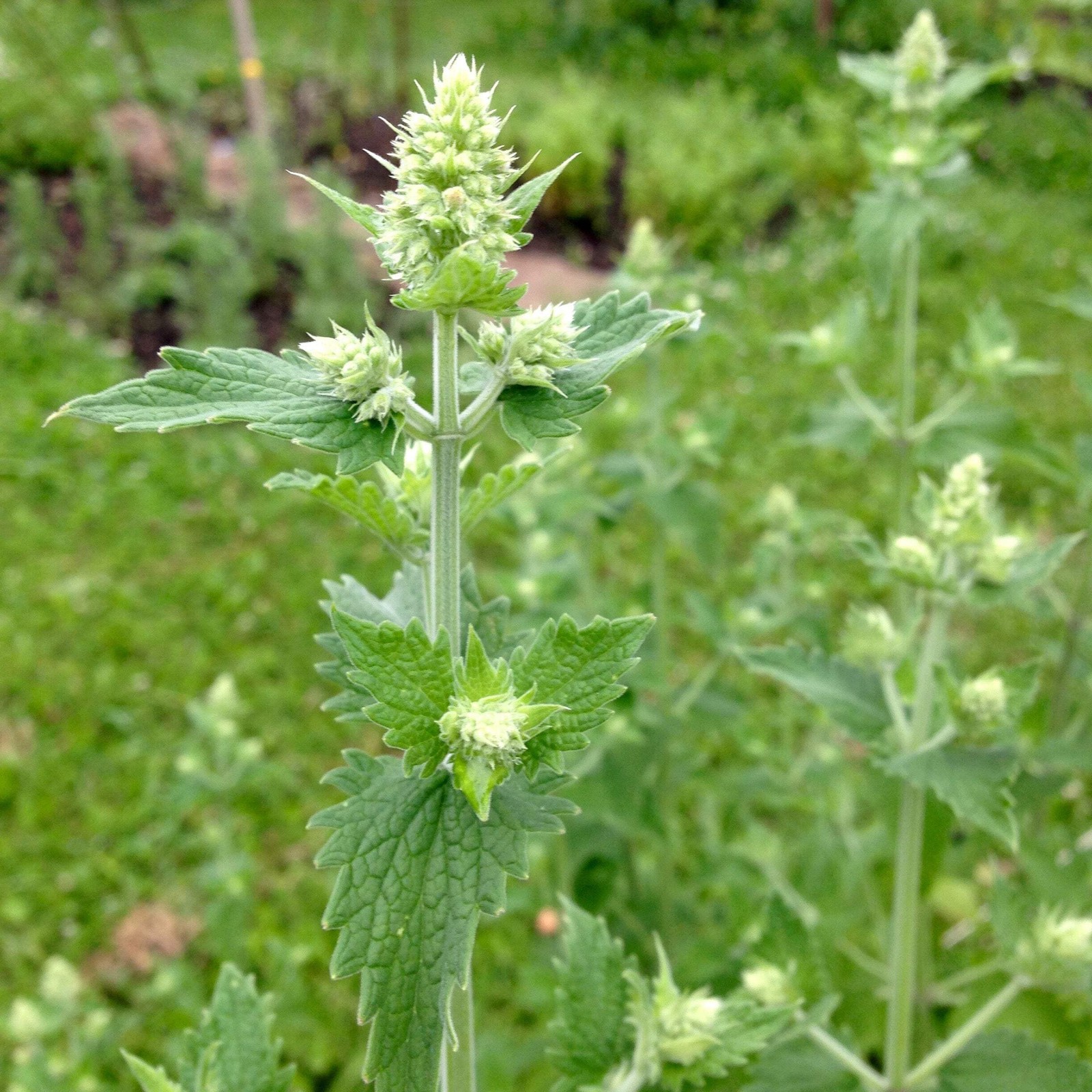 Catnip Seeds (Nepeta cataria) ~Traditional Herb Perennial Pollinator Garden gallery